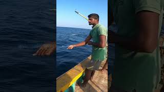 Longline fishing  thenkadalmeenavan reels shorts [upl. by Xirdnek]