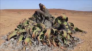 Welwitschia mirabilis [upl. by Merna254]