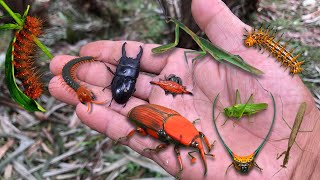 Found stag beetle and red palm beetle‼️catch demon horned spider furry caterpillar praying mantis [upl. by Aid]