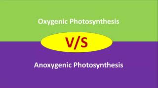 Oxygenic vs Anoxygenic Photosynthesis  difference between oxygenic and anoxygenic photosynthesis [upl. by Adnih]