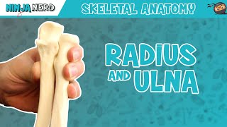 Radius and Ulna Anatomy [upl. by Atirehgram]