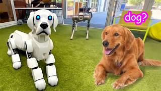 My Dogs Vs Robot Dogs 🦾 [upl. by Zrike]