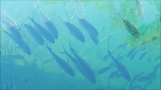 Huge Crevalle Jacks fish swimming in a Florida springs [upl. by Rola]