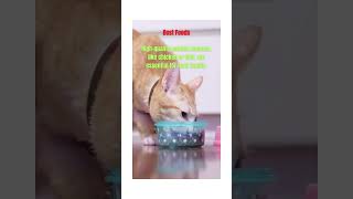 THE INTERESTING NATURE OF CAT Best Foods SHORTS [upl. by Notnyw871]