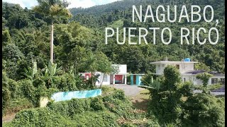 NAGUABO PUERTO RICO  jungle house  swim swing climb  Pekbnb [upl. by Warde]