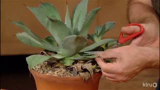 How to Prune Agaves Jeff Pavlat Central Texas Gardener [upl. by Aihsile]