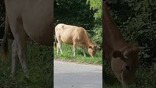 How the COW helps the municipalities in the APPENNINO [upl. by Lehcear525]