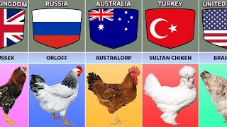 Chicken Breeds From Different Countries [upl. by Aihsas228]