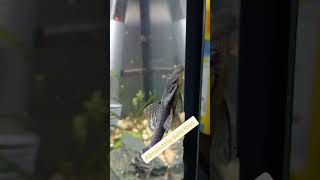 Bristlenose loves to eat algae🐟😂 shorts funny fish pleco bristlenosepleco aquarium viral [upl. by Gniy]