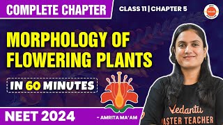 MORPHOLOGY OF FLOWERING PLANTS in 60 Minutes  Complete Chapter for NEET 202425  Class 11 Biology [upl. by Dayle]