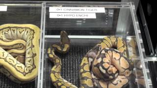 Canadian Reptile Breeders ExpoBall Python Edition [upl. by Odeen]