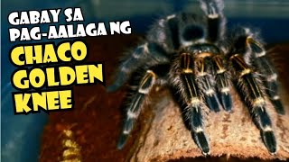 Grammostola Pulchripes Care Guide  Chaco Golden Knee  Tarantula Keeping [upl. by Schrader37]