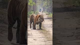 Pilibhit tiger reserve safari [upl. by Ennovyahs432]