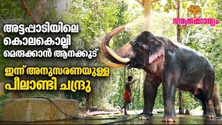 EP 39  അട്ടപ്പാടിയെ വിറപ്പിച്ച കൊലകൊല്ലിഇപ്പോഴും ഇക്കിളി മാറാത്ത പീലാണ്ടി ചന്ദ്രു  Aanakkaryam [upl. by Maisel]