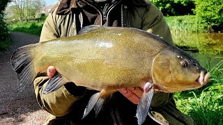 tench fishing early morning on the lift method [upl. by Robbyn]