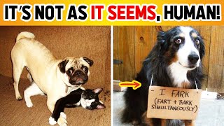 The Most Hilarious Dog Shaming Photos Ever 🐶😂 [upl. by Aleihs]