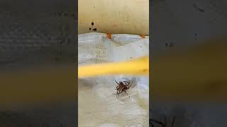 Lugi sa laki gagambafight spider spiderfight gagamba derbyspider [upl. by Hsirrehc]