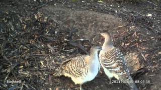 Malleefowl working litter in nest mound [upl. by Aihsenrad]