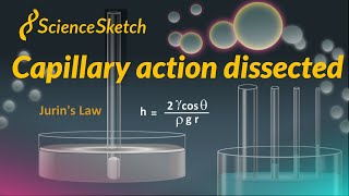 Capillary action dissected [upl. by Wey]