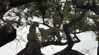 Leap Of Leopards  Mother And Cubs 23 Fun In A Tree [upl. by Fairleigh]