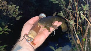 Catching catfish from a ROADSIDE CREEK Hand line fishing at night [upl. by Towroy]