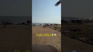 Madh Island Fishers drying fishes 😦🐠 mumbai mud fishing fisherman shortvideo ytviral shorts [upl. by Scribner]