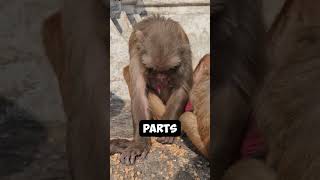 quotDo You Know  Baboons Use Stones To Break Open Food Containersquot  shorts facts factshorts [upl. by Ellebasi]