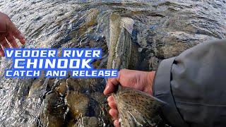 VEDDER RIVER CHINOOK SALMON CATCH AND RELEASE salmonfishing chinooksalmon [upl. by Feltie]