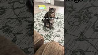 quotwe are out of treats humanquot cat funnycats animalvoiceovers cats shorts funnyanimals cattreat [upl. by Uria]