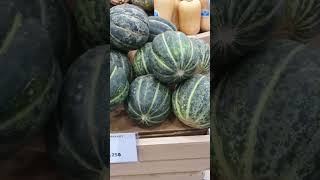 Blewah Cucumis melo var cantalupensis [upl. by Dohsar]