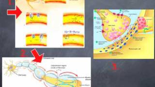 Orofacial Neuropathic Pain Mechanisms [upl. by Enylhsa290]