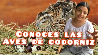 Conoces cuales son las aves de codorniz camilamoreira5083 [upl. by Derry]