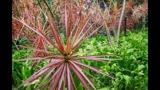 Dracaena Marginata Caring Instructions  Dragon Tree [upl. by Kirsten690]