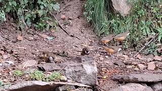 White Throated Laughingthrush  Kalij Pheasant  Chopta Bird Photography  Himalaya Birding Guide [upl. by Araek]