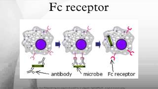 Fc receptor [upl. by Cassiani882]