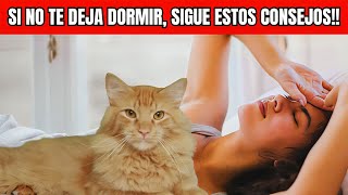 COMO lograr que MI GATO DUERMA de noche [upl. by Wolfram]