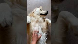 Exaggerating is my talent 💁🏼‍♀️ goldenretriver [upl. by Rosco]