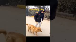 Dancing dog 🐕 [upl. by English]