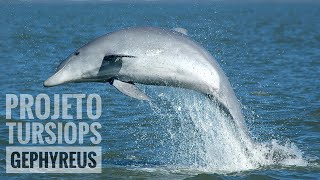 PROJETO TURSIOPS GEPHYREUS  support our project with your donation [upl. by Assilana]