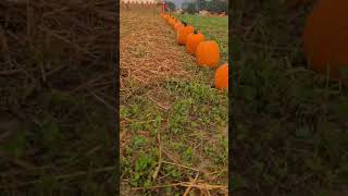 IL VILLAGGIO DELLA ZUCCA FAVRIA  corsa con le cariole divertimento zucche halloween [upl. by Setiram]