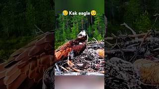 shorts shortvideo Ariyanstv YouTube channel shortsvideo short 🦅😥🥺🦅Kak eagle 🦅🥺😭 [upl. by Hussein]