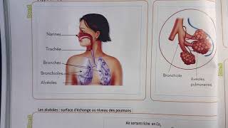 Les organes respiratoires dans un milieu aérien La réspiration 1AC SVT [upl. by Dihahs789]