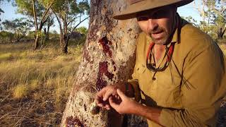 Natural Curiosity  Bloodwood Tree Bandaids [upl. by Judy]