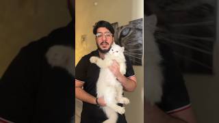 How Old Should You be to Adopt a Kitten cat kitten catvideos shorts [upl. by Oinafipe]