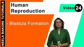 Human Reproduction  NEET  Blastula Formation  Neela Bakore Tutorials [upl. by Sieber]