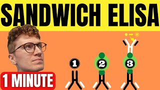 SANDWICH ELISA EXPLAINED IN 1 MINUTE [upl. by Kcaj]