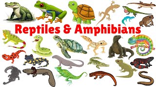 Learn Reptiles and Amphibians in English  Reptiles for kids  Reptiles and Amphibians vocabulary [upl. by Nagiem]