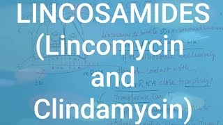 LINCOSAMIDES Lincomycin amp Clindamycin [upl. by Nilrak]