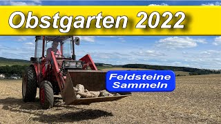 Mit den Traktor und Hund zum Sammeln von Feldsteinen Der Gutbrod 4300 mit Frontlader [upl. by Aggy]