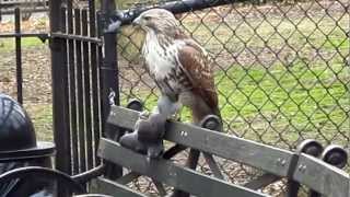 Hawk with pigeon in Tompkins Square Park [upl. by Yhtir921]